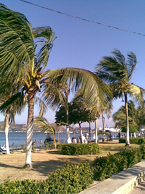 Palmeras